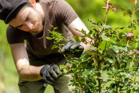 young handsom gardener man pruning roses in the gardenの写真素材