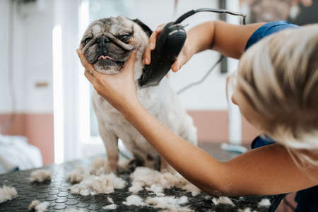 Dog grooming concept. Grooming and washing pug bread dog in the saloonの写真素材