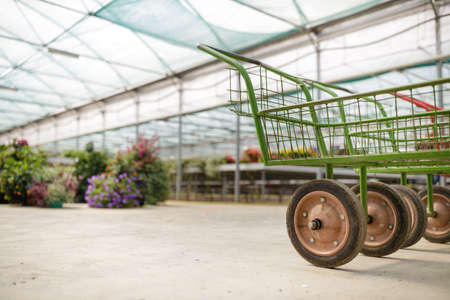 Plants and flowers in the sunny greenhouse or horticultureの写真素材
