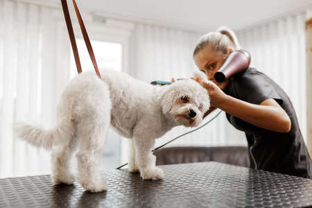 Dog showering and drying at the grooming saloon by pet beauticianの写真素材