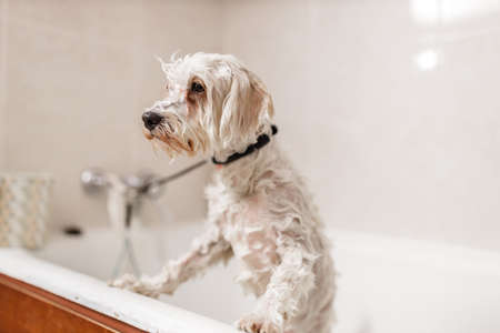 Purebreed white Bichon puppy showering in bath by pet beautician