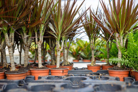 Plants and flowers in the sunny greenhouse or horticultureの写真素材
