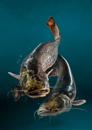 Wild catfish on the blue background. Fish concept with copy space ideal for restaurants. Levitate...