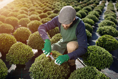 Male professional gardener clipping trees or plants in the horticulture. Cropped portrait of young man with long mustache at the garden.の写真素材