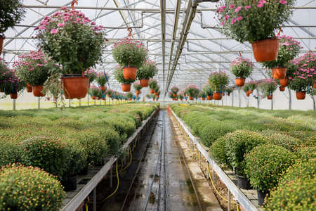 Plants and flowers in the sunny greenhouse or horticultureの写真素材