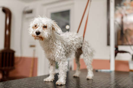 Dog showering and drying at the grooming saloon by pet beauticianの写真素材