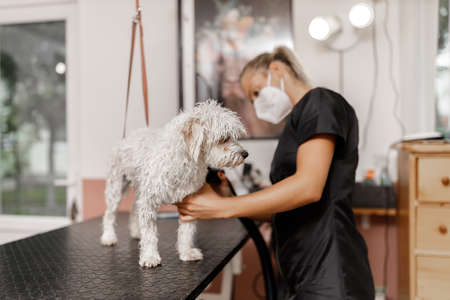 Dog showering and drying at the grooming saloon by pet beauticianの写真素材