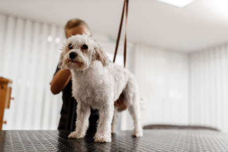 Dog showering and drying at the grooming saloon by pet beauticianの写真素材