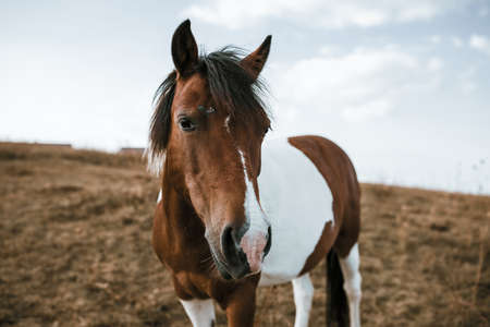 Beautiful young brown and white colored horse eating grass on the pasture. Outdoor portrait of a...