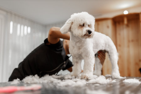 cropped shot of a young blonde pet beautician and white purebred bichon. Grooming of white dog.の写真素材