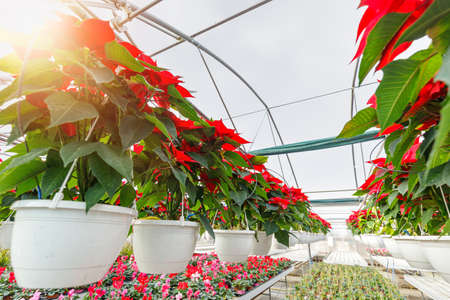 Poinsettia Cristmas flower. Greenhouse filled with Red holiday flowers plant in pots standing in rows and hanging.の写真素材