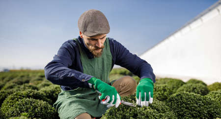 Cropped shots of male gardener at the horticulture while arranging and clipping plants.