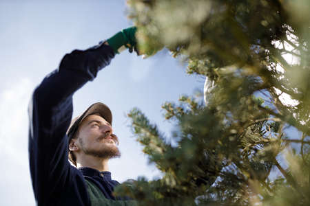 Cropped shot of a young male gardener while clipping or prune the tree in horticultureの写真素材