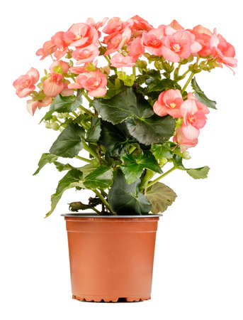 The Pink begonia flower is plant in a brown flowerpot on white background.の写真素材