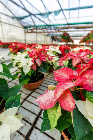 Greenhouse filled with red poinsettia plants in pots, standing in rows.の写真素材