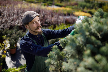 Male gardener with long mustache clipping and arranging trees in the garden. Cropped portrait of professional farmer at a sunny day in the horticultureの写真素材