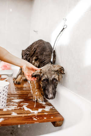 Adorable brown dog enjoying wash and backrub during a professional grooming at the pets cosmetics salon. This cute German shepherd puppy being washed in the bathtub for animals. The young blond groomer massaging and cleaning the beautiful pet.の写真素材