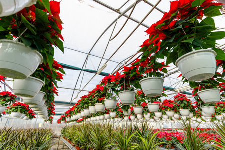 Poinsettia Cristmas flower. Greenhouse filled with Red holiday flowers plant in pots standing in rows and hanging.の写真素材