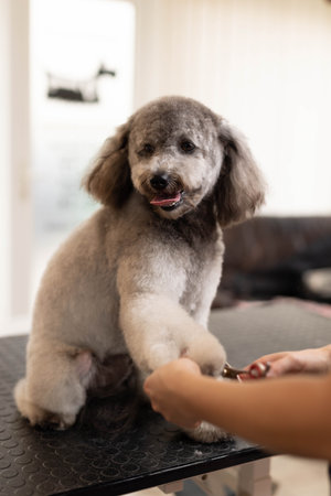 Pretty, blonde dog groomer lady trims purebred poodle puppy.の写真素材