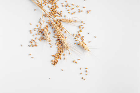 Spikelets of wheat on a white backgroundの写真素材