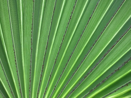 Leaf of a fan palm. Inhambane, Mozambique, East Africa