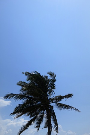 Coco palm in Inhambane, Mozambique, Africaの写真素材