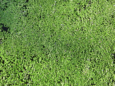 Duckweed in a pond. Inhambane, Mozambique, Southern Africaの写真素材