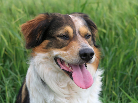Dog in front of a field during summer. Germany, Europeの写真素材