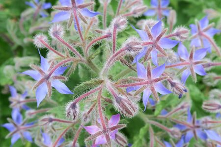 Borage plants in a herb garden. Wendland, Germany, Europeの写真素材