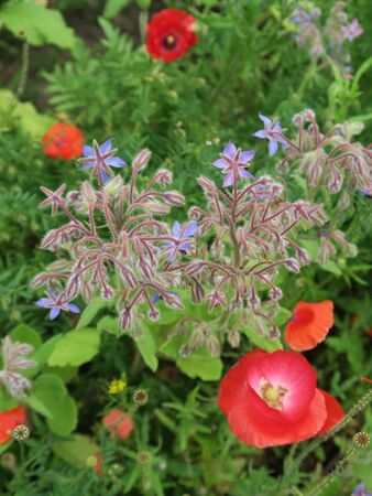 Borage with poppy in a herb garden. Wendland, Germany, Europeの写真素材