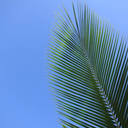 Leaf of a coco palm and cloudless, blue sky. Barra, Inhambane, Mozambique, Southern Africaの写真素材