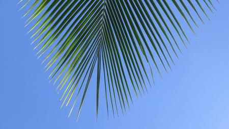 Leaf of a coco palm and cloudless, blue sky. Barra, Inhambane, Mozambique, Southern Africaの写真素材