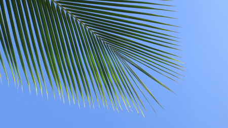 Leaf of a coco palm and cloudless, blue sky. Barra, Inhambane, Mozambique, Southern Africaの写真素材