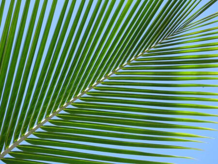 Leaf of a coco palm and cloudless, blue sky. Inhambane, Mozambique, Southern Africaの写真素材