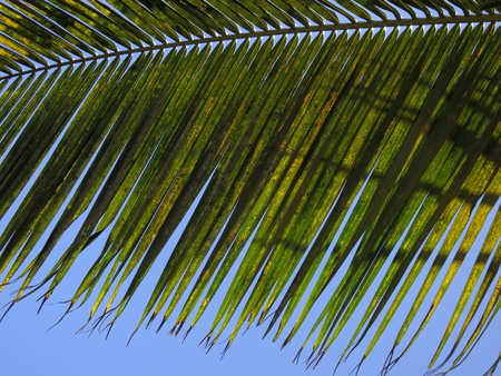 Leaf of a coco palmの写真素材