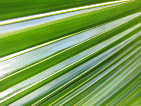 Texture of a coco palm leaf. Linga Linga, Inhambane, Mozambique, Southern Africaの写真素材