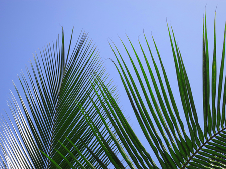 Leaves of a coco palm and cloudless, blue sky. Inhambane, Mozambique, Southern Africaの写真素材