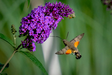 Pigeon tails drinking nakter: beautiful and graceful butterflies / moths. As elegant and agile as almost any other animal - pigeon tails are my absolute favorites in front of the lの写真素材