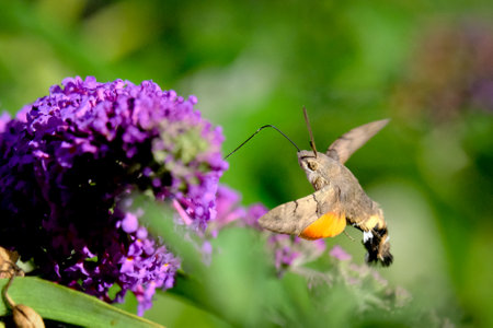 Pigeon tails drinking nakter: beautiful and graceful butterflies / moths. As elegant and agile as...