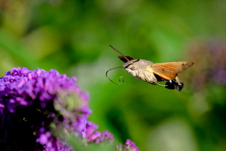 Pigeon tails drinking nakter: beautiful and graceful butterflies / moths. As elegant and agile as...