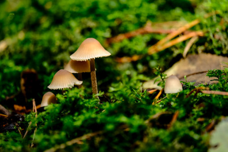 In the autumn forests in Bavaria, they can be found almost everywhere: Mushrooms in all colors and...