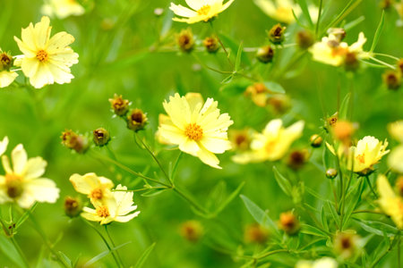Macro photography of a flower: detail shot of a flower with background blur. The most beautiful...