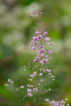 Macro photography of a flower: detail shot of a flower with background blur. The most beautiful moment of a plant is during the bloom - with different perspectives the fascinatingの写真素材