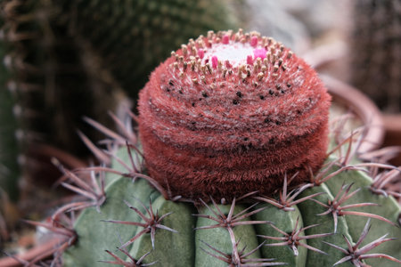 Macro photography of a flower: detail shot of a flower with background blur.の写真素材