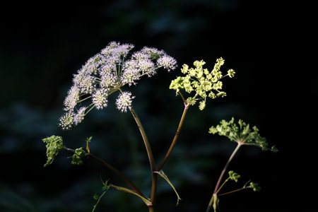 Macro photography of a flower: detail shot of a flower with background blur. The most beautiful moment of a plant is during the bloom.の写真素材