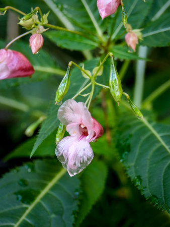 Macro photography of a flower: detail shot of a flower with background blur. The most beautiful moment of a plant is during the bloom.の写真素材