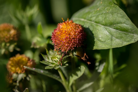 Macro photography of a flower: detail shot of a flower with background blur. The most beautiful moment of a plant is during the bloom.の写真素材