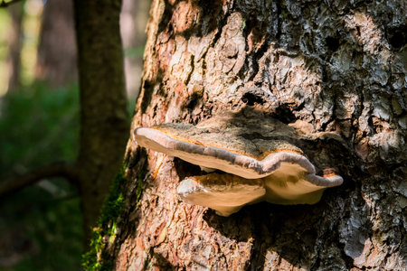 In the autumn forests in Bavaria, they can be found almost everywhere: Mushrooms in all colors. On leafy forest floors and lush green moss, they look incredibly bizarre and unique.の写真素材