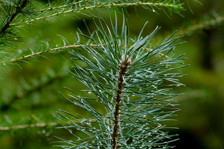 Macro photography of a plant: detail shot with background blur. Our plant world is so diverse and...