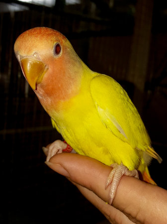 Agapornids in portrait: colorful and sociable dwarf parrots, which are also very intelligent.